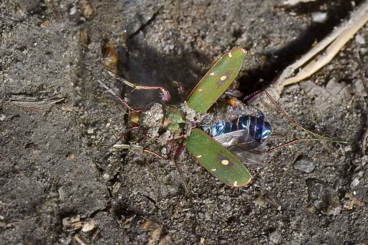 Cicindela campestris in accoppiamento